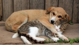 Интерактивная выставка «О тех, кто рядом с нами»