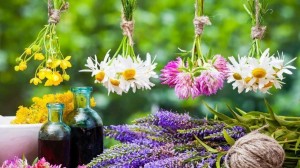 Информационно–познавательная программа «В стране лечебных трав»