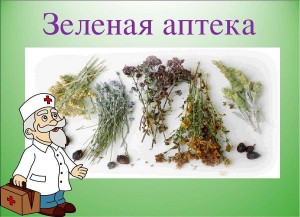 «Зеленая аптека»