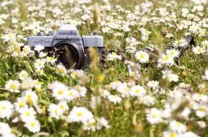 Фотовыставка «Лето в объективе»