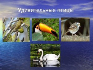 Лекция беседа«Удивительный мир птиц»