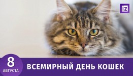 «А у нас такая кошка»