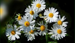 Информминутка «Возьмите книгу в круг семьи»