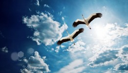 Литературный час–памяти «Тревожат сердце журавли»