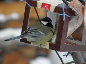 Экологический час «Синичкин день»