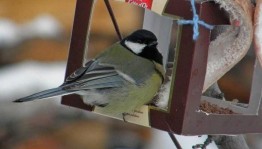 Экологический час «Синичкин день»