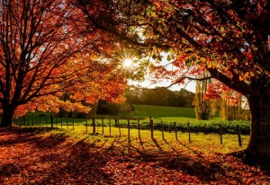 Фотовыставка «Мобильное фото: в объективе осень».