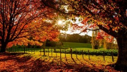 Фотовыставка «Мобильное фото: в объективе осень».