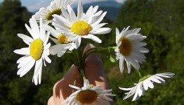 Акция «Раз,ромашка, два,ромашка»