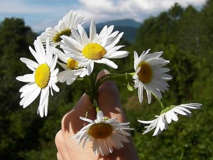 Акция «Раз,ромашка, два,ромашка»