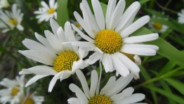 Информационно-игровая программа «Счастье там, где верность и любовь»