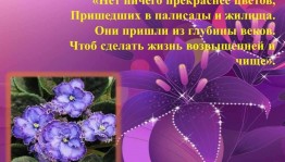 «Нет ничего красивее цветка»