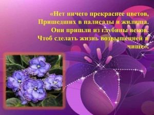 «Нет ничего красивее цветка»