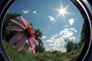 Онлайн выставка фоторабот «Лето в объективе»