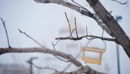 Акция «Птичье кафе»