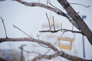 Акция «Птичье кафе»