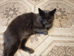 «Братья меньшие»