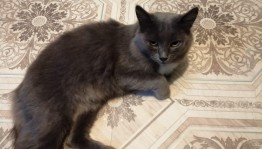 «Братья меньшие»