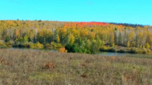 Осень золотая