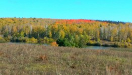 Осень золотая