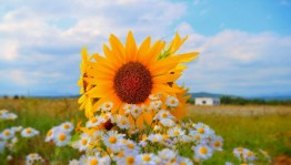 «Ах, лето удивительная пора!» познавательная игровая программа