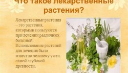 Информационный час«Изучаем лекарственные травы»