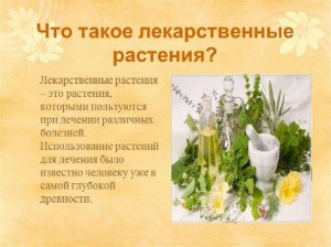 Информационный час«Изучаем лекарственные травы»
