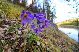 Башкирский симфонический цветник
