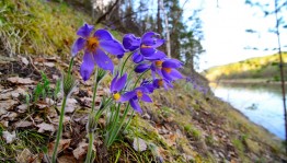 Башкирский симфонический цветник