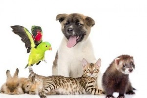 Урок доброты «Друзья, наши меньшие»