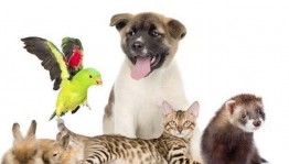 Урок доброты «Друзья, наши меньшие»