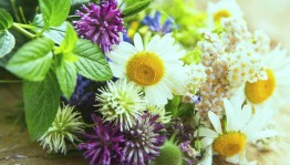 «Целебные травы»