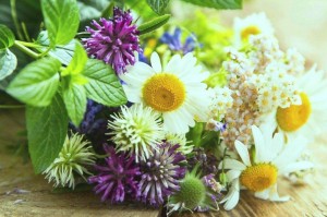 «Целебные травы»