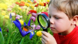 Игровая программа «Мотылек и пчелка»