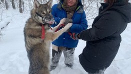 “Башҡортостан” киностудияһының яңы фильмында ысын бүре төшкән