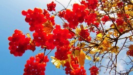 Фольклорный час «Праздник калины»