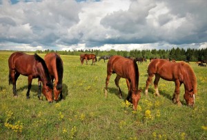 Республиканский конкурс фототворчества «Башкортостан. Природа. Человек. Культура-2023» принимает заявки