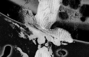 Художник Катрин Эдельвак представляет Уфу на выставке в Санкт-Петербурге