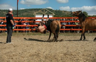 Стартовал Международный фестиваль лошадей башкирской породы «Башҡорт аты»