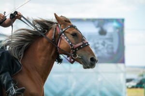 Стартовал Международный фестиваль лошадей башкирской породы «Башҡорт аты»